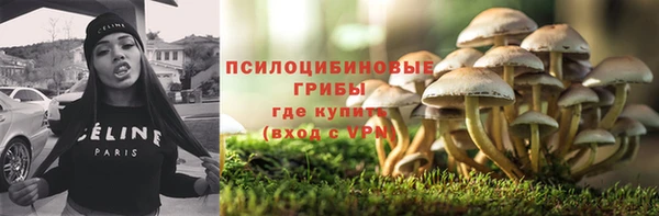прущие грибы Вязьма